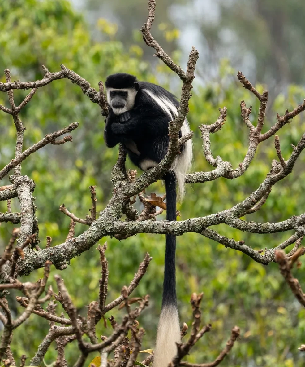 Nyungwe National Park