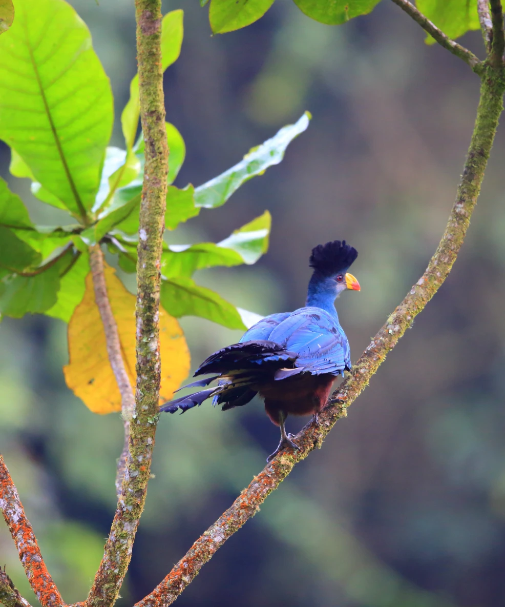Nyungwe National Park