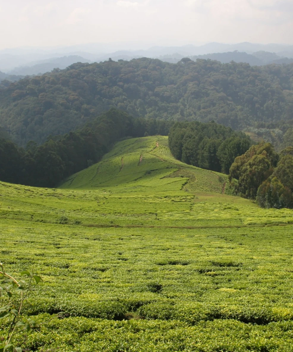 Nyungwe National Park