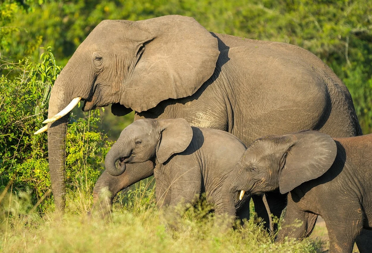 Queen Elizabeth National Park