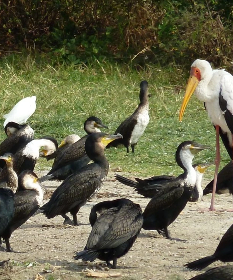 Queen Elizabeth National Park