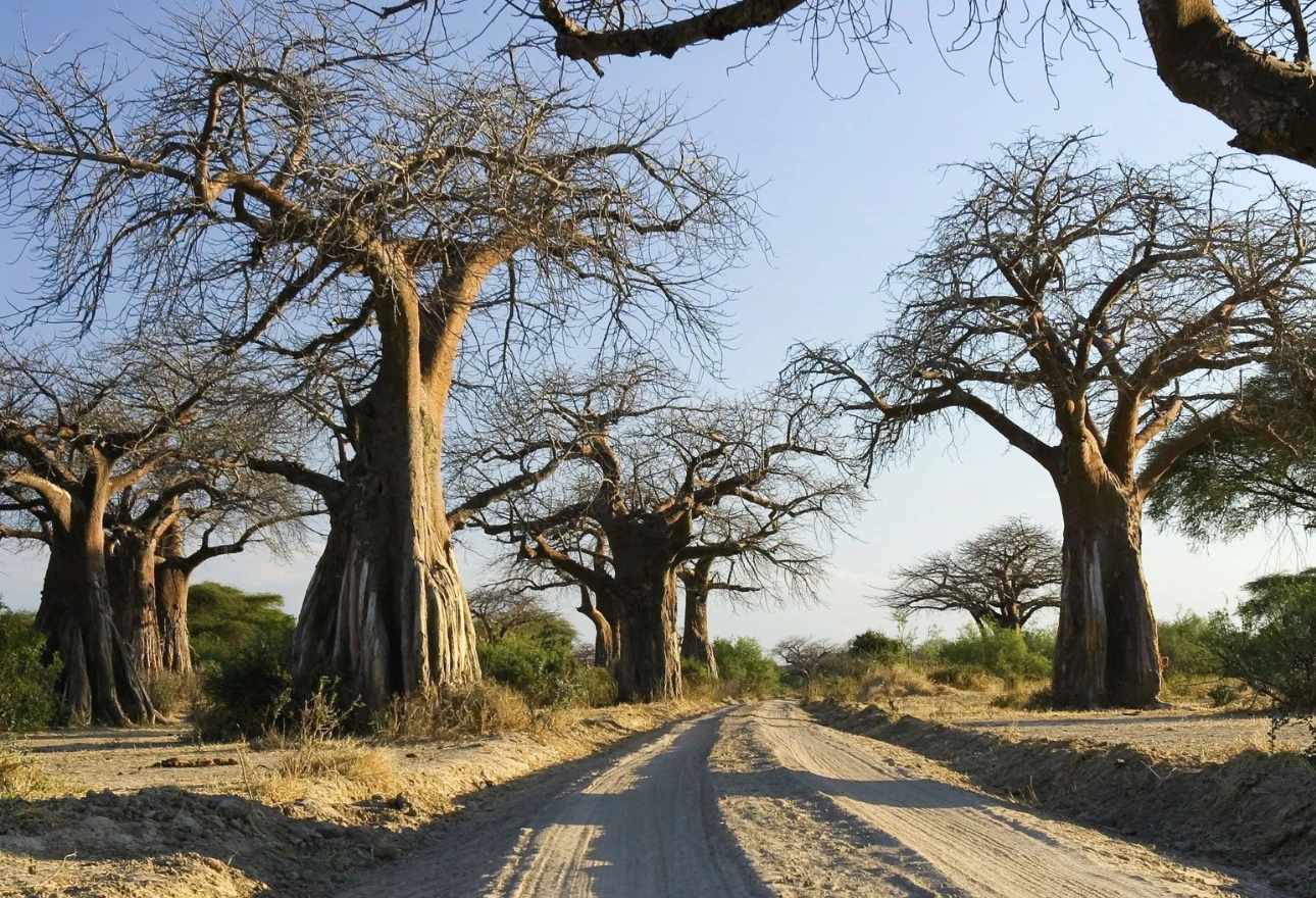 Ruaha National Park