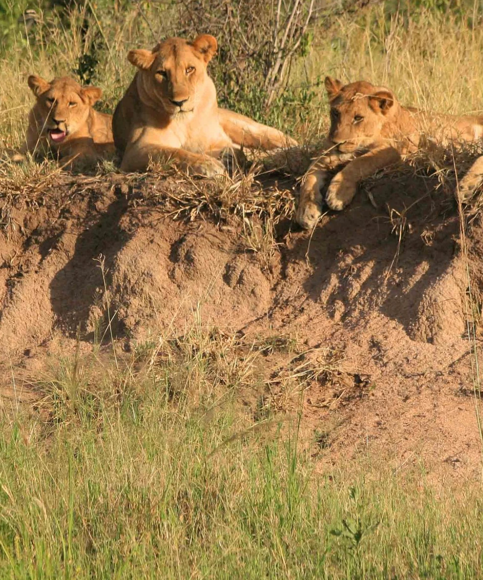 Ruaha National Park