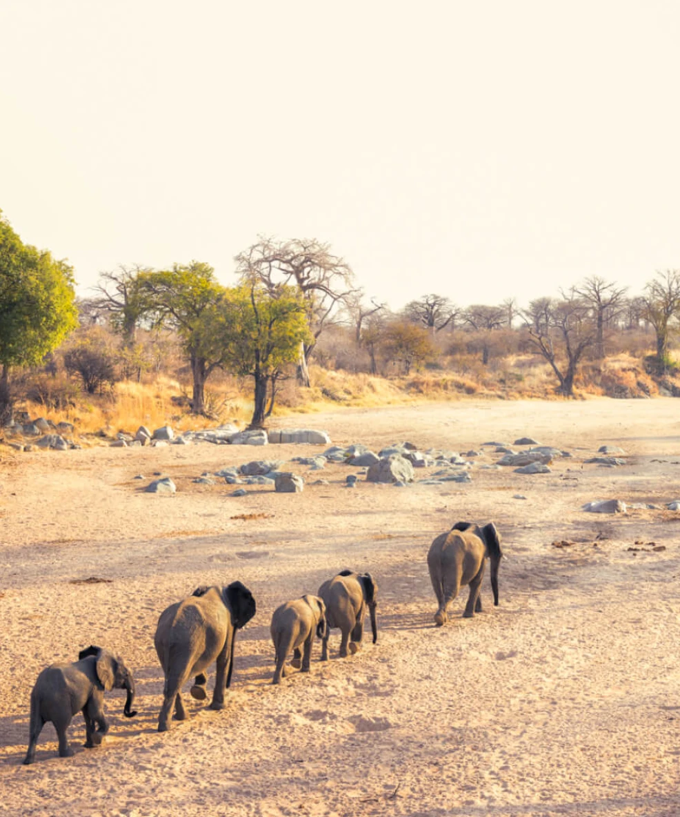 Ruaha National Park