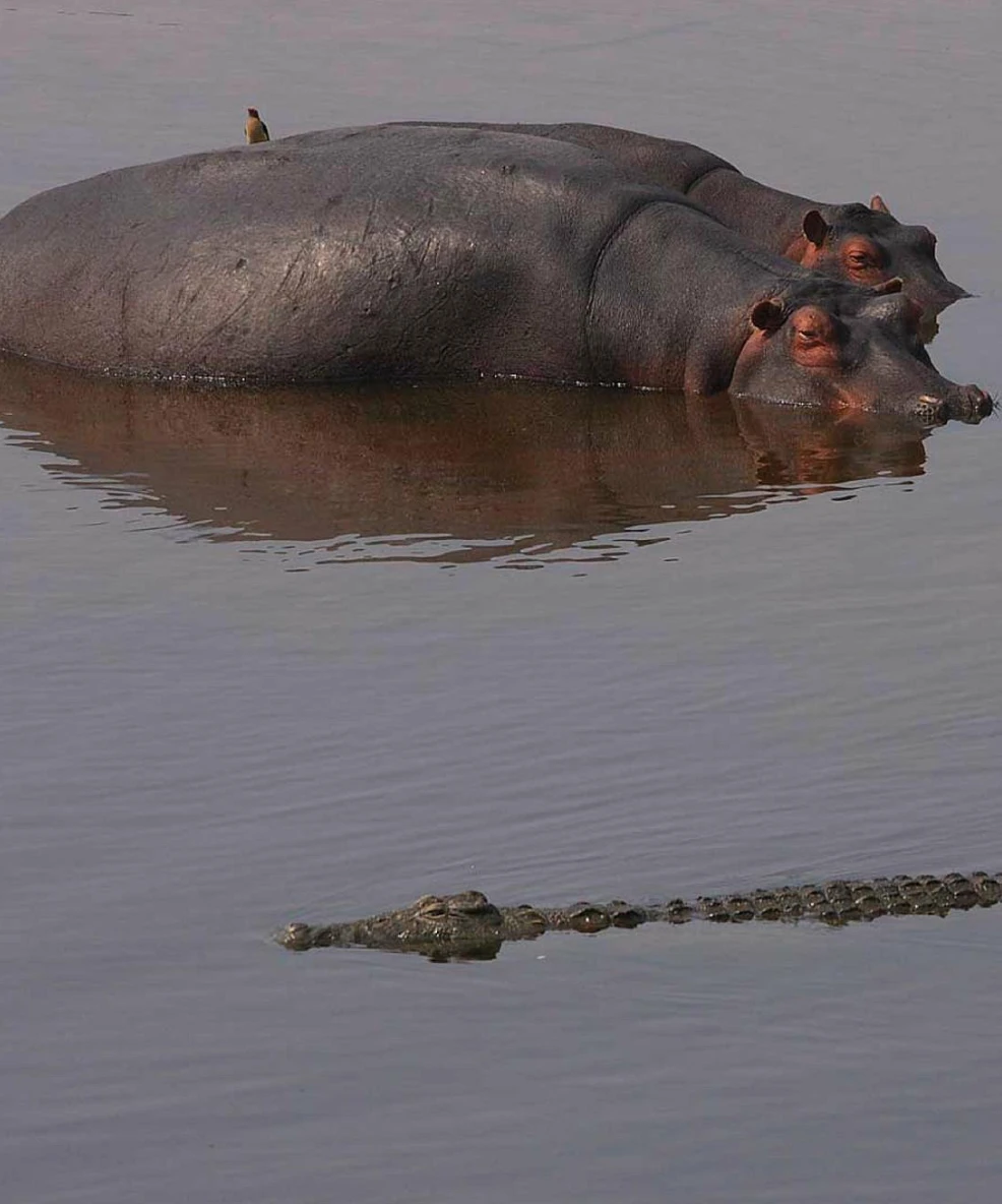 Ruaha National Park