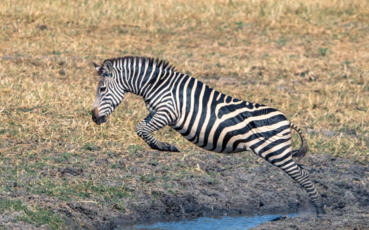 Ruaha National Park