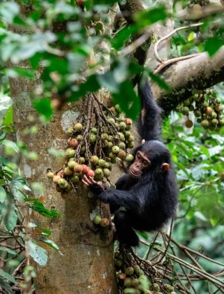 Rwanda Wildlife