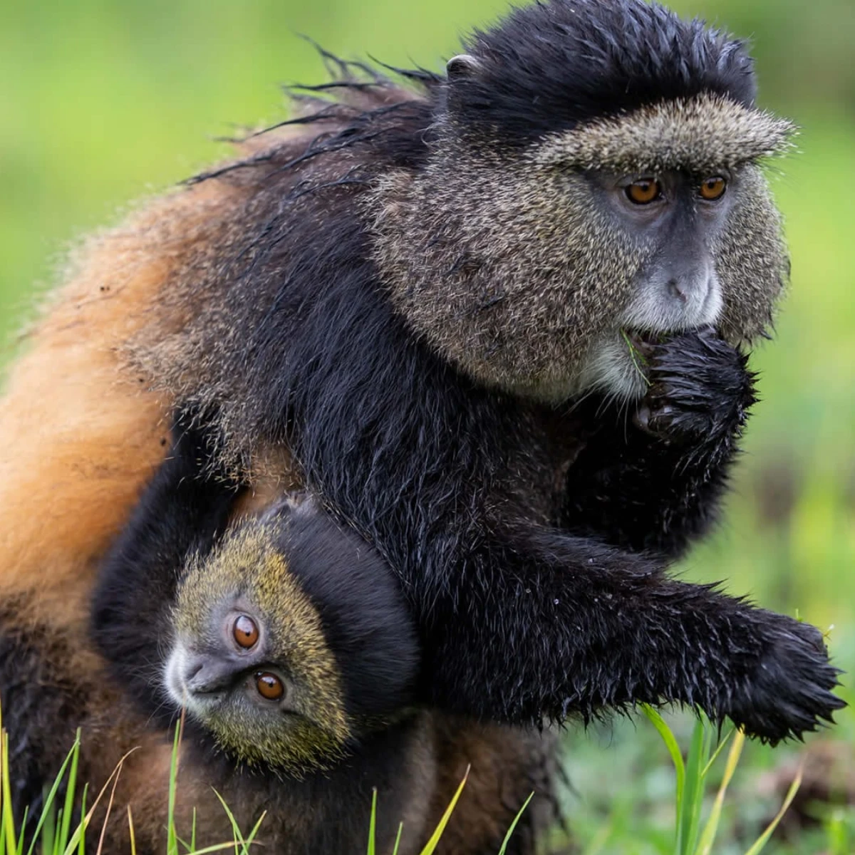 Rwanda Safari