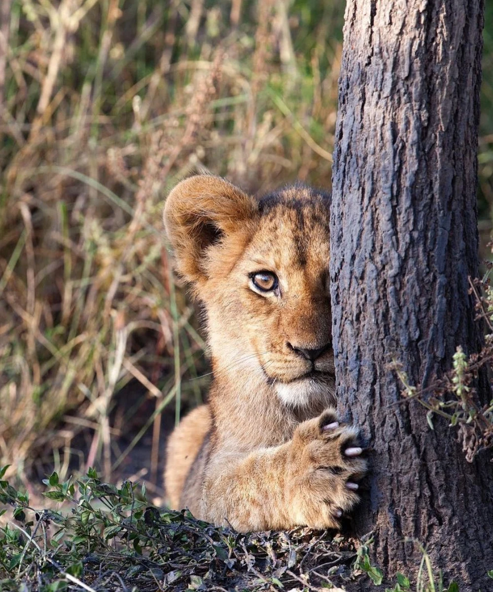 Rwanda Safari Attractions