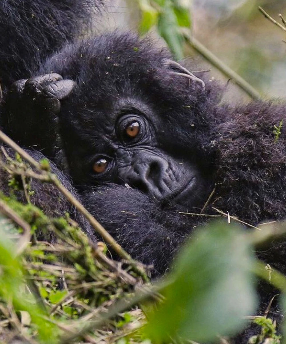 Rwanda Safari Attractions