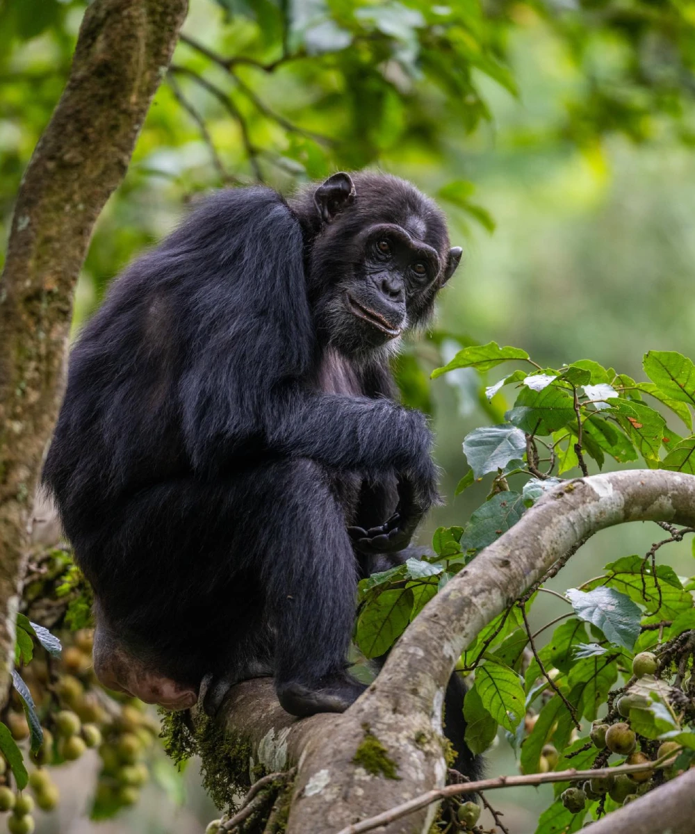 Rwanda Attractions