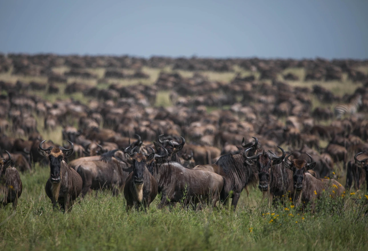 Serengeti National Park