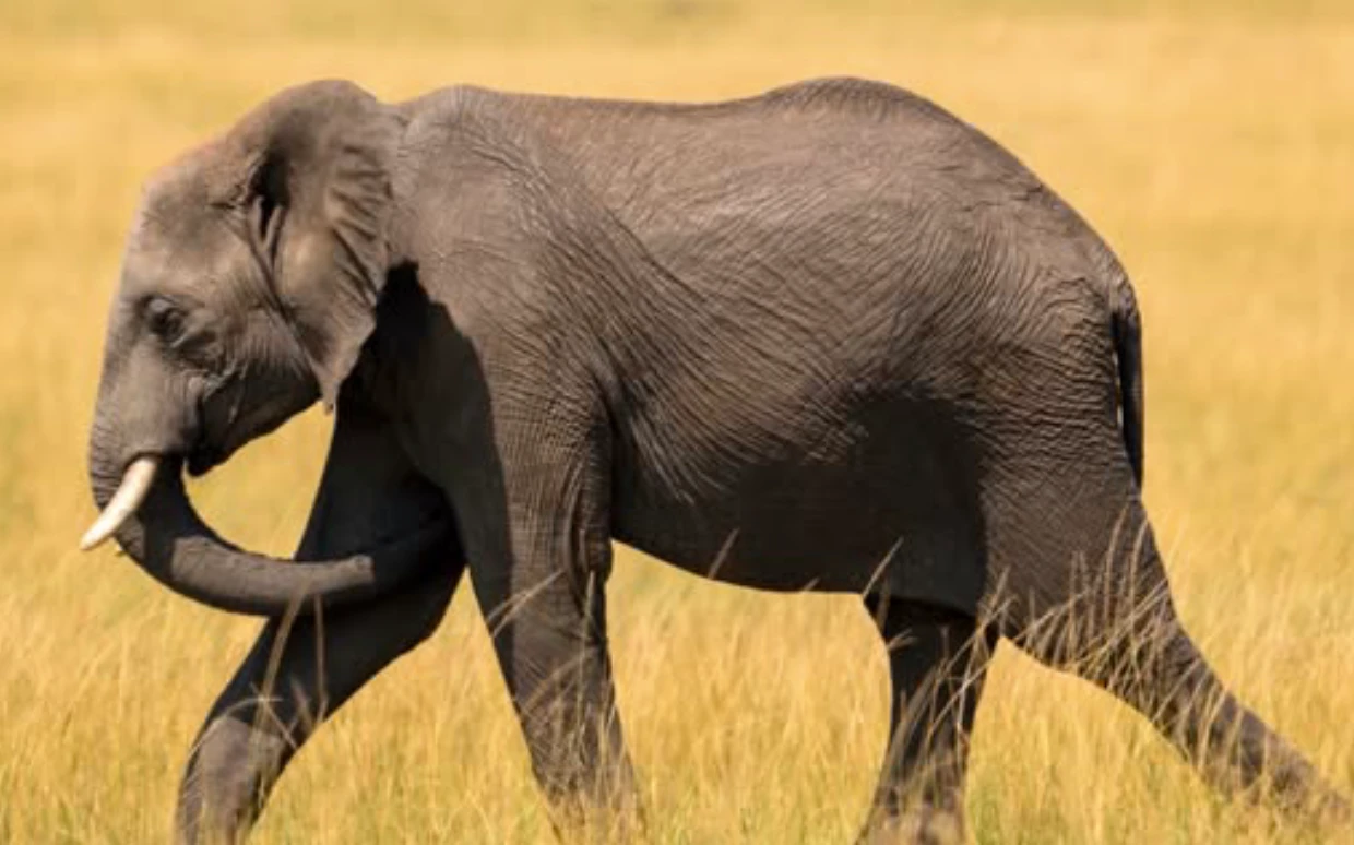 Serengeti National Park