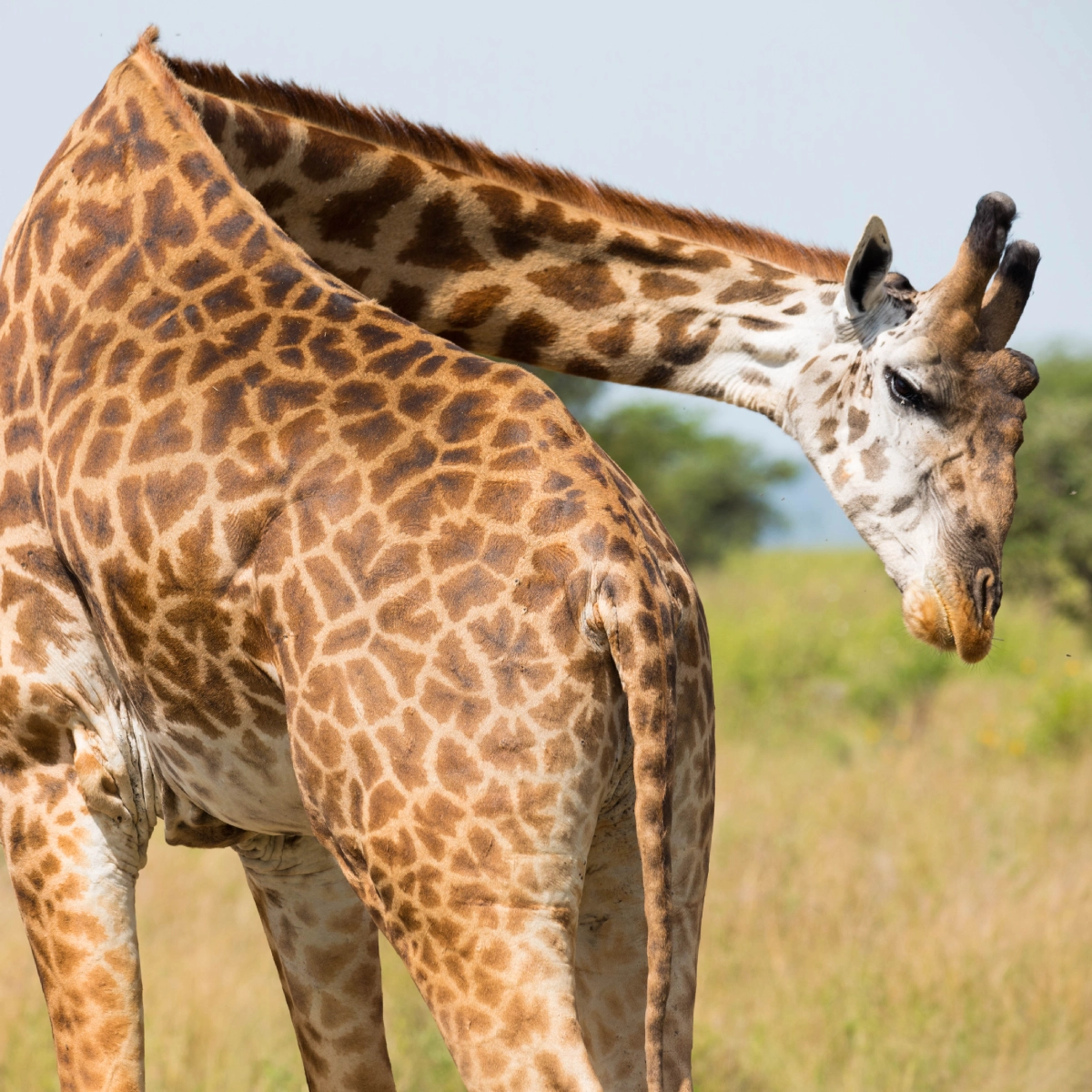 Tanzania travel destinations showcasing stunning landscapes