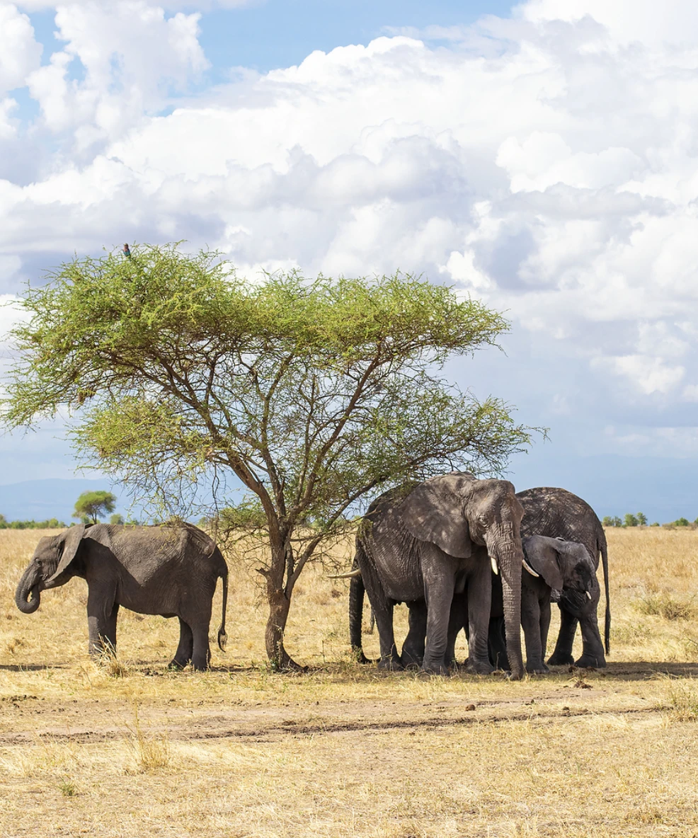 Tanzania Family Safari
