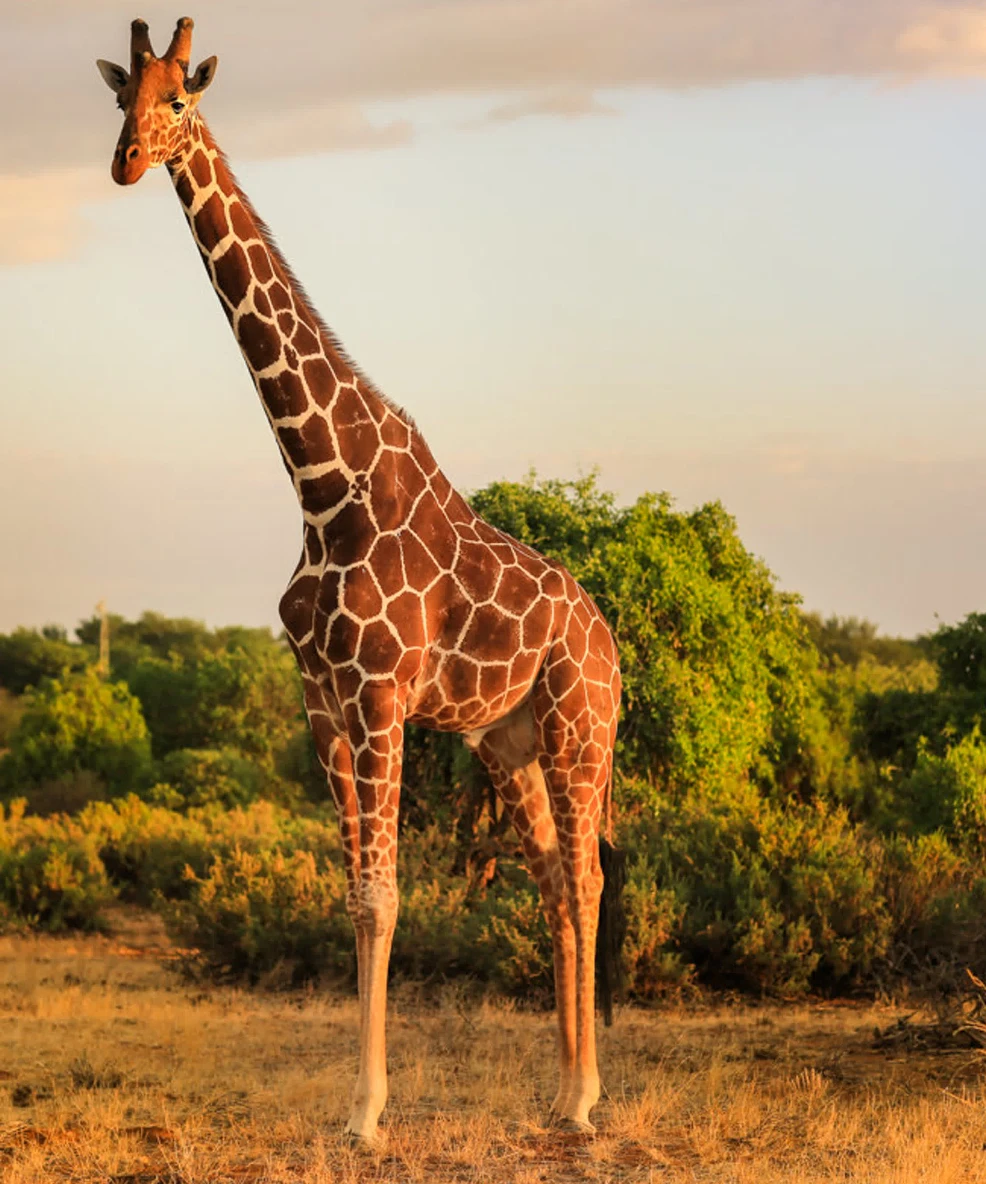 Tanzania Family Safari