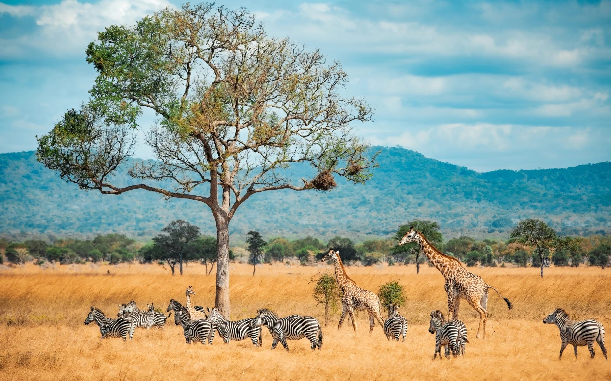 Tanzania Flying Safari