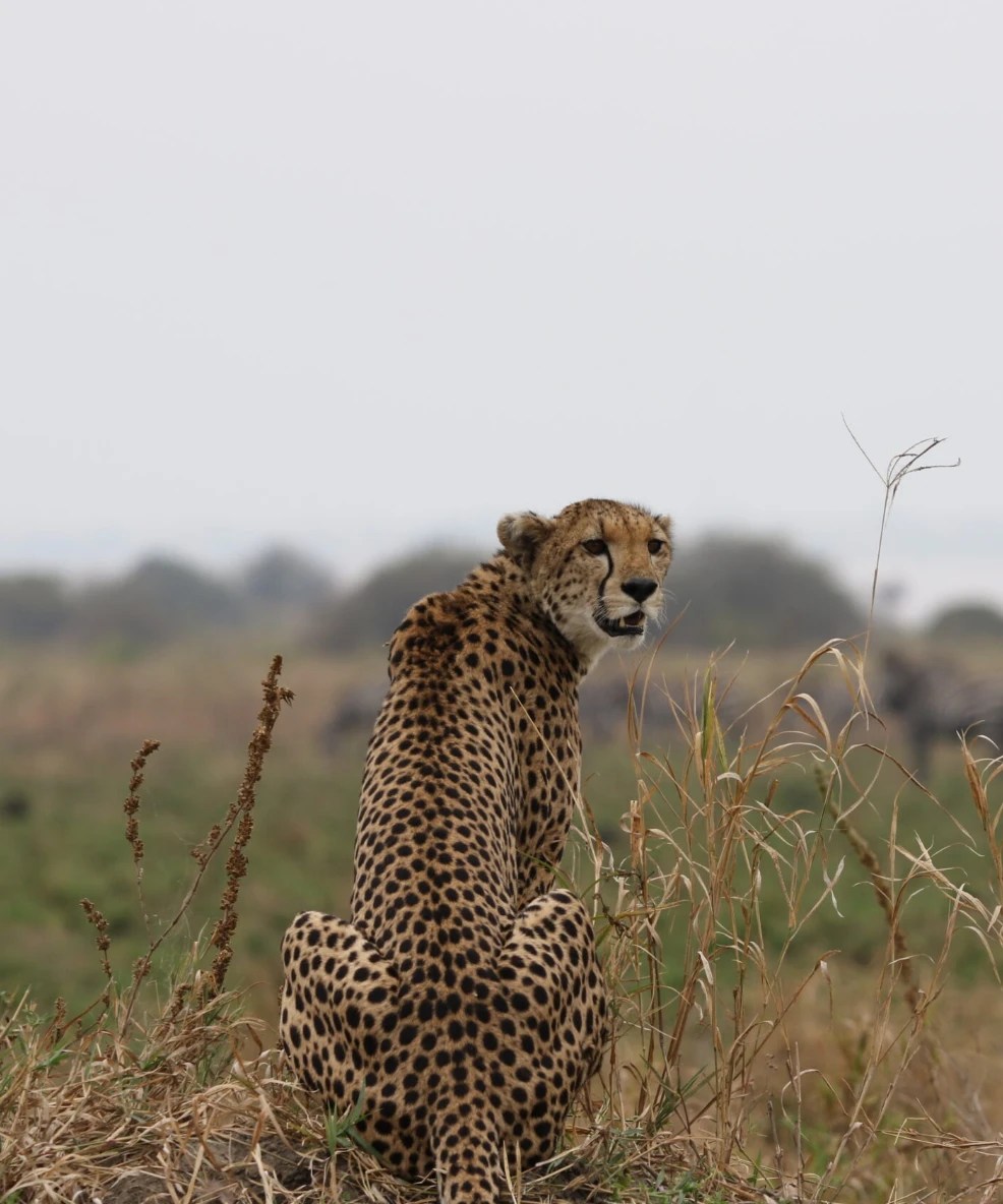 Tanzania Flying Safari
