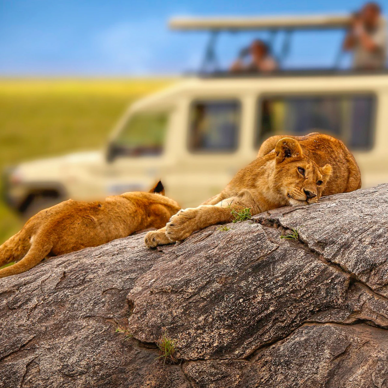 Tanzania Game Drive