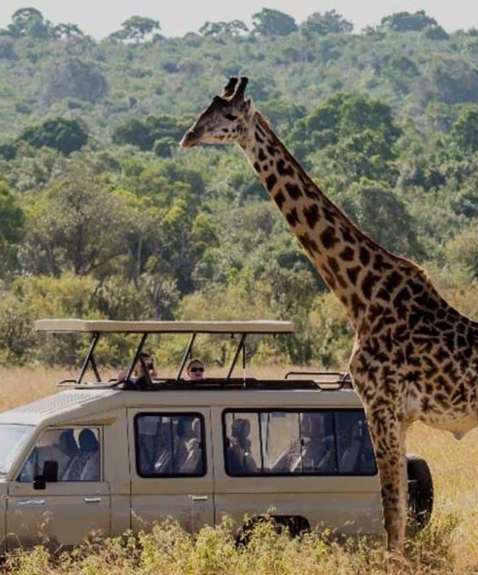 Tanzania Game Drive