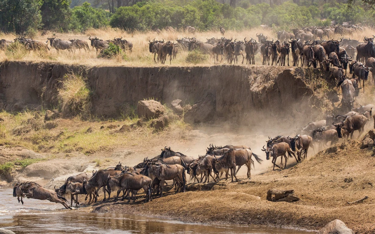 Tanzania Luxury Safari