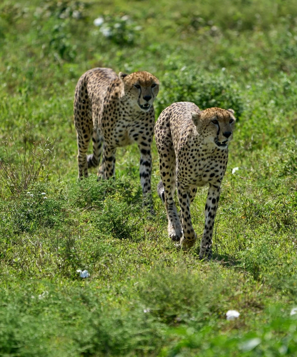 Tanzania Photographic Safari