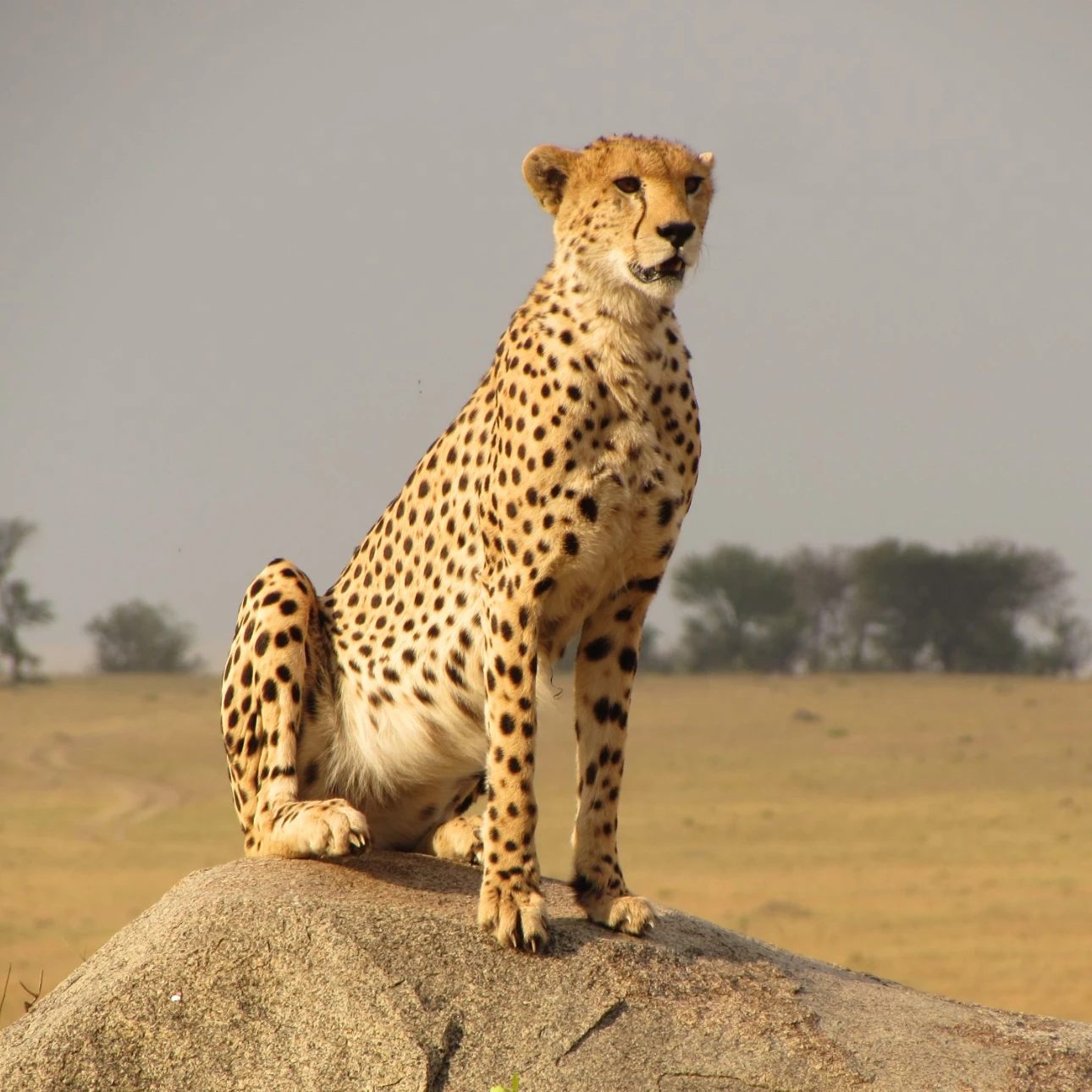 Tanzania Solo Safari