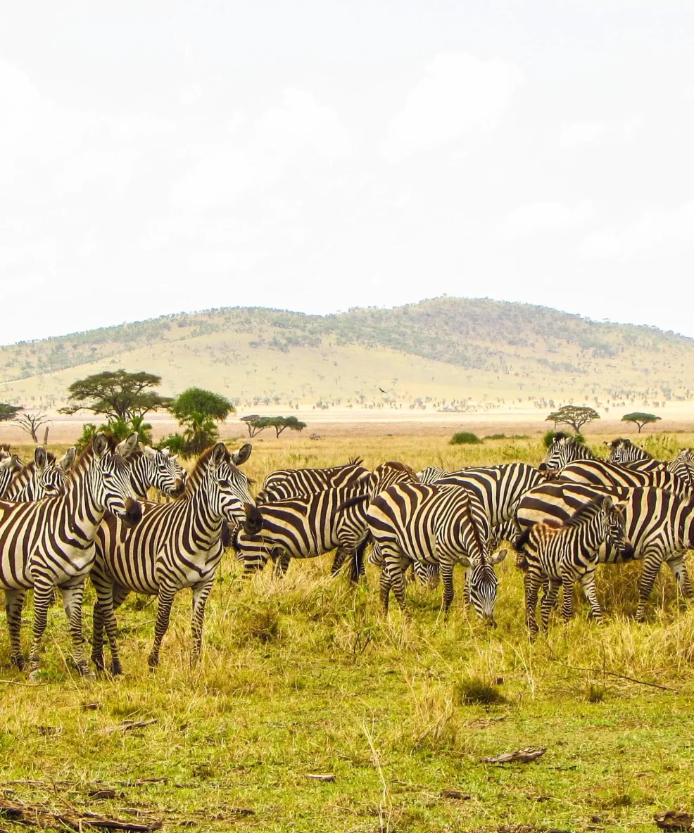 Tanzania Solo Safari