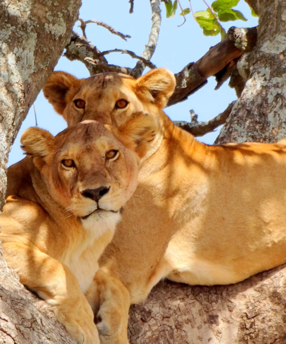 Tanzania Solo Safari