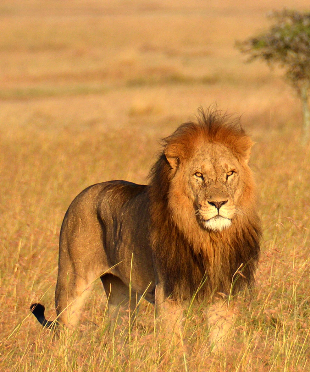 Tanzania Walking Safari