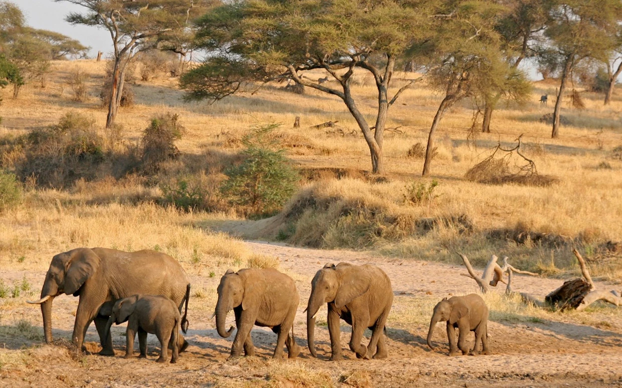 Tanzania Walking Safari