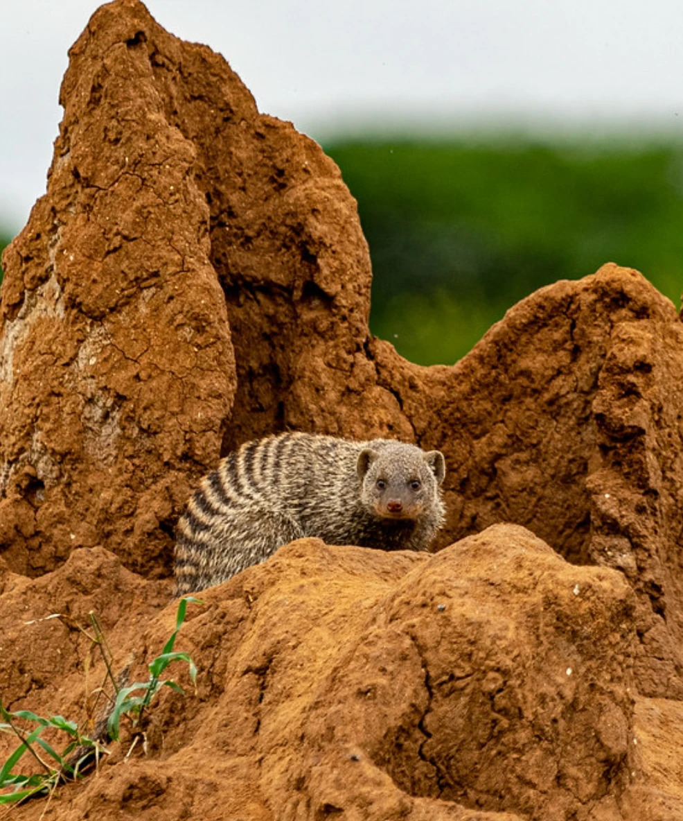 Tarangire National Park