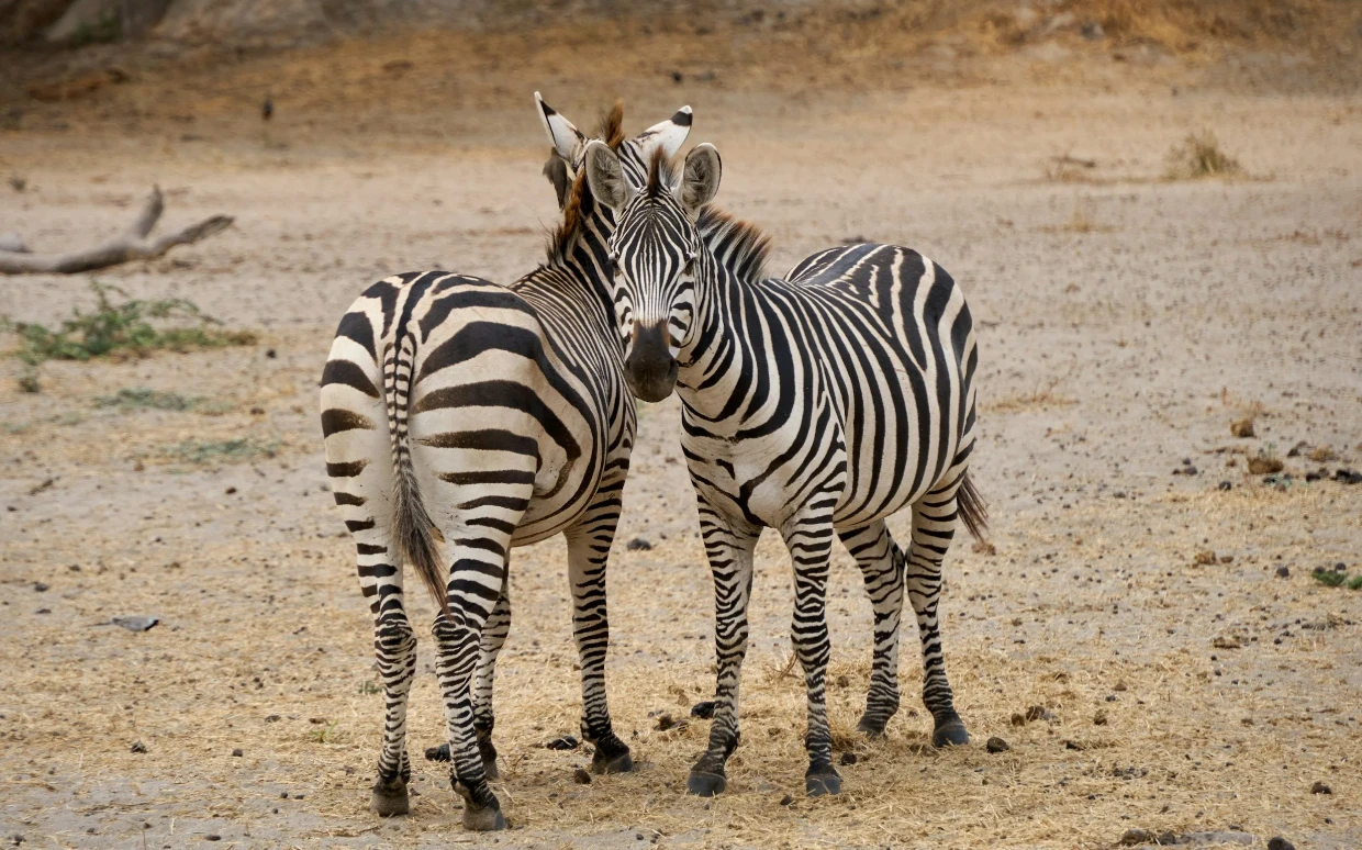 Tarangire National Park