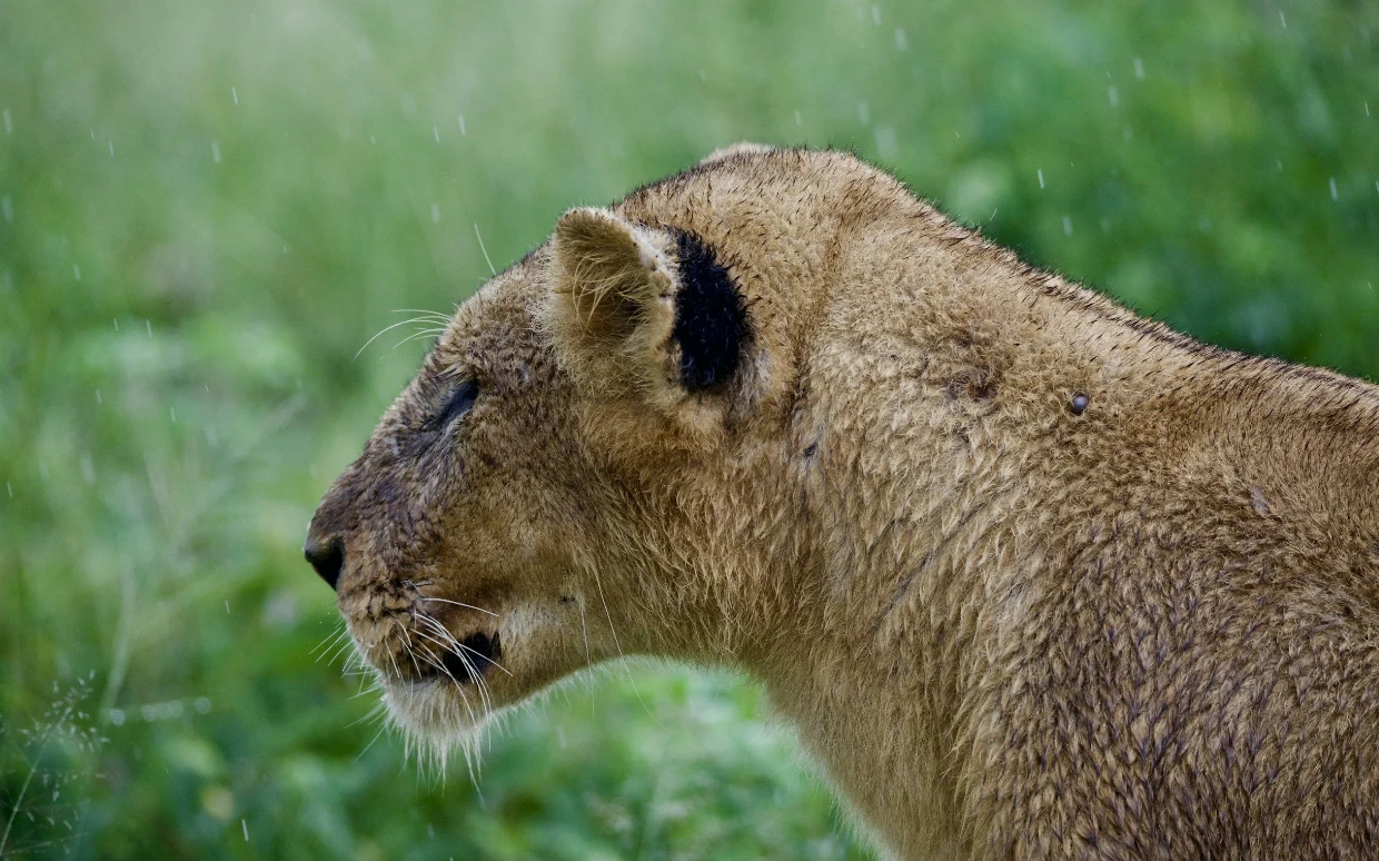 Tarangire National Park