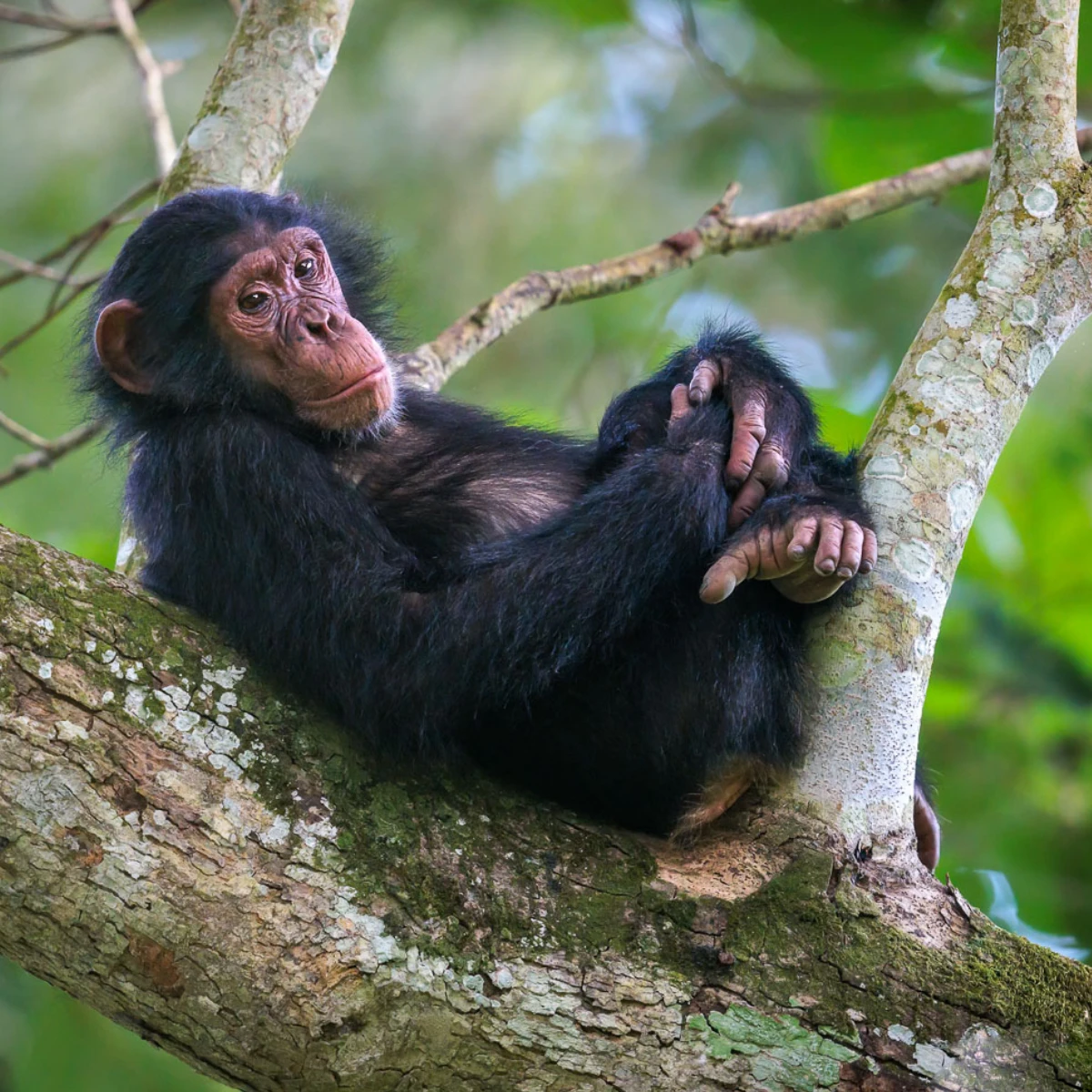Uganda Wildlife Safari