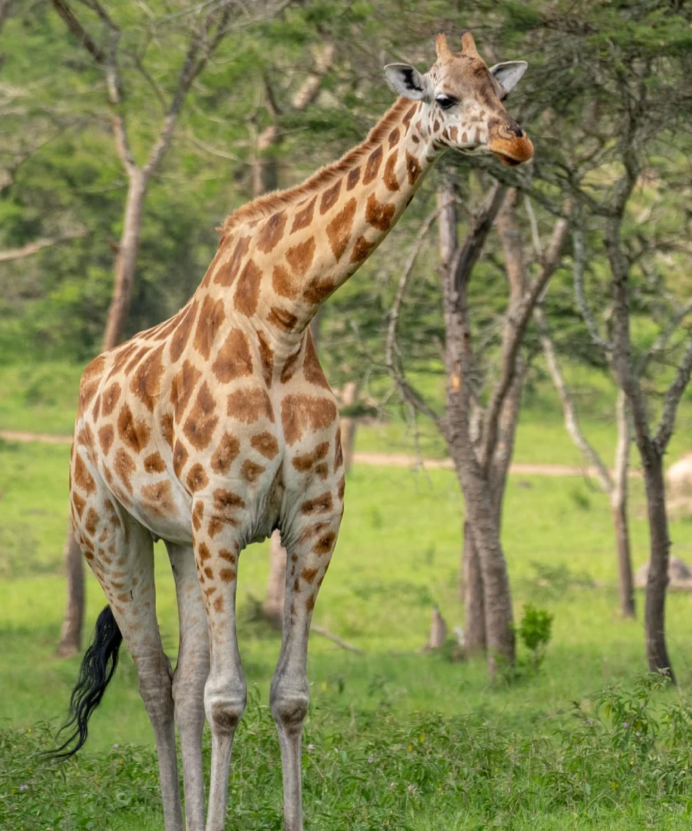 Uganda Attractions