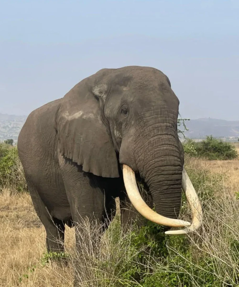 Uganda Wildlife
