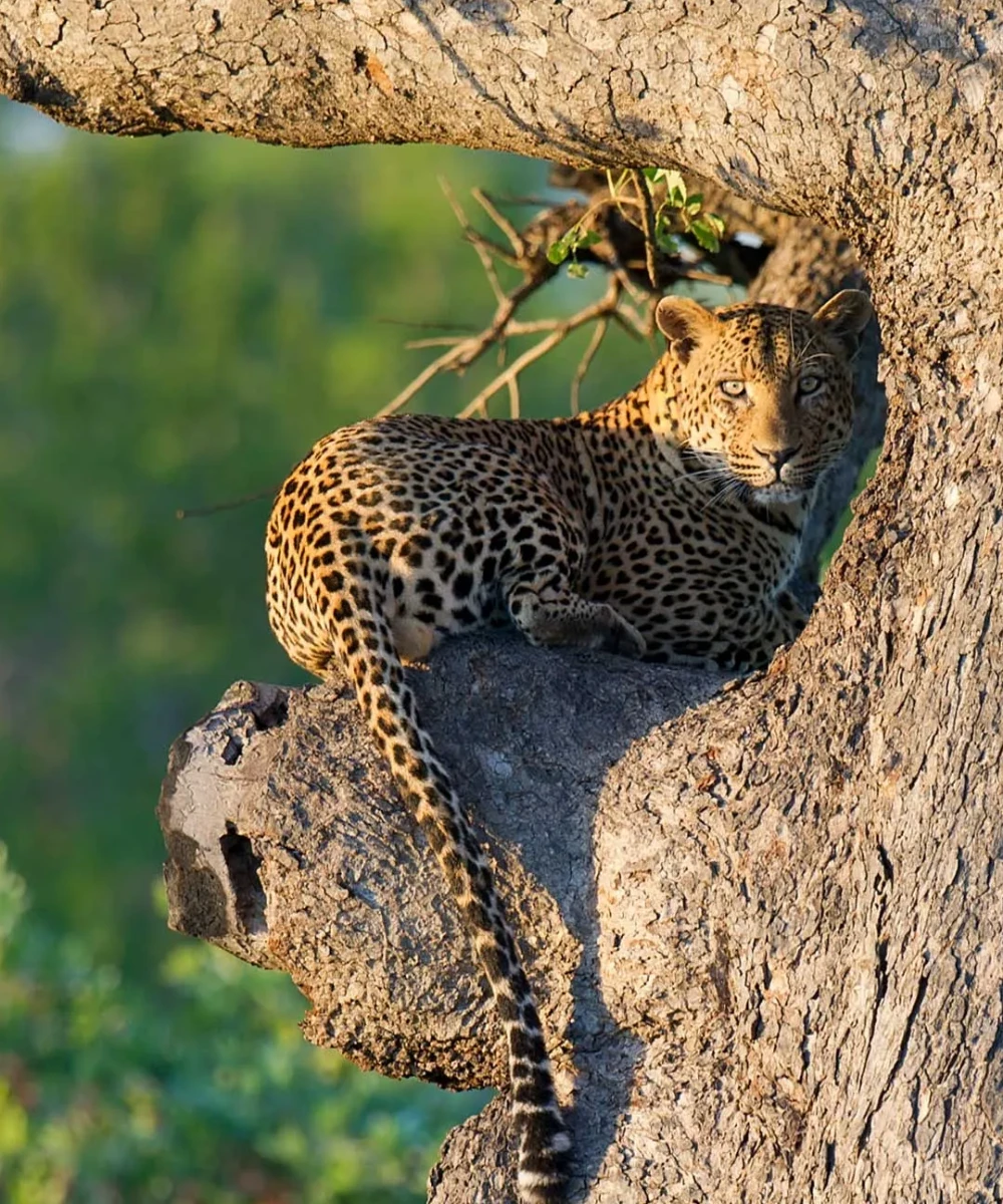 Uganda Wildlife