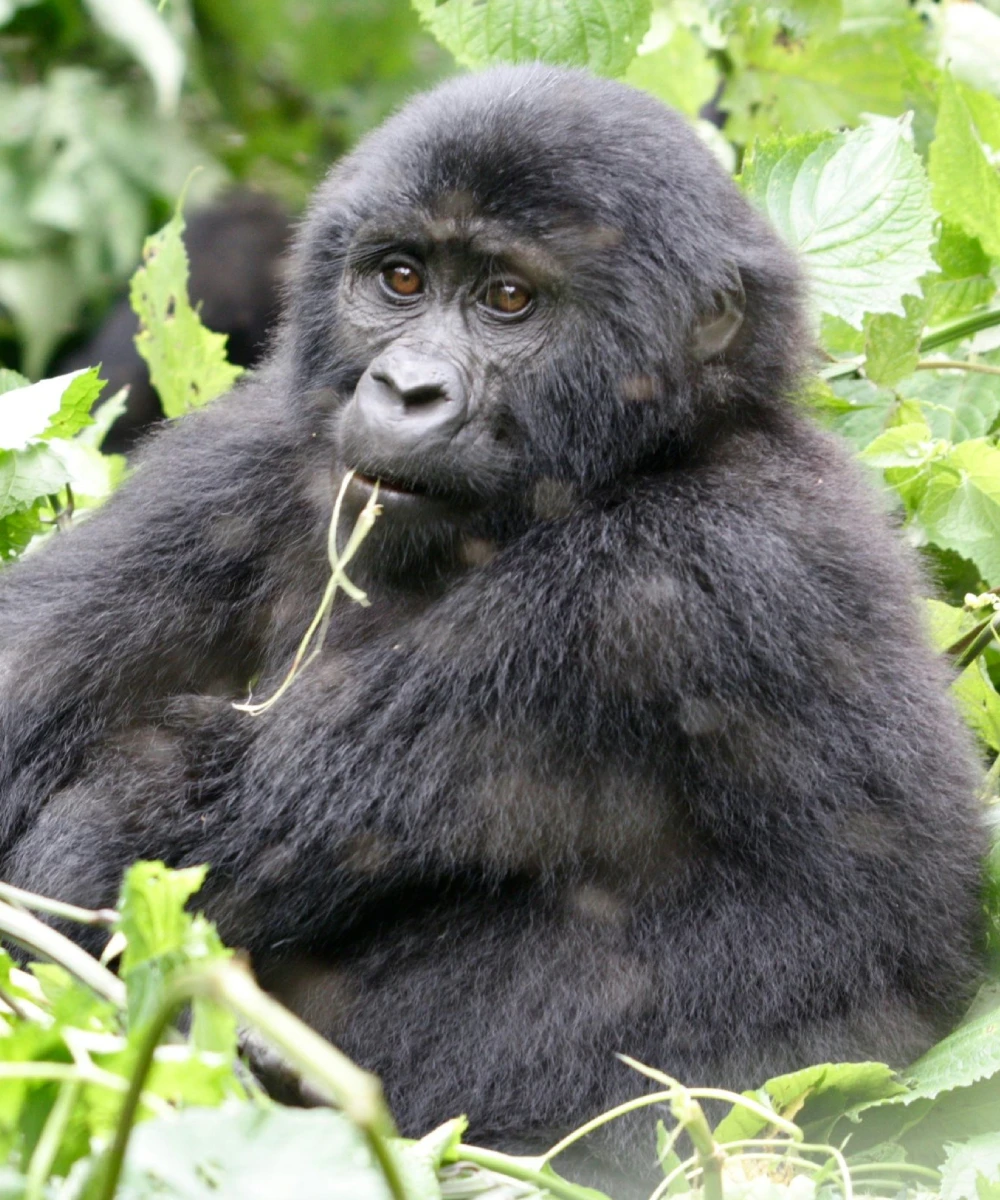 Uganda Wildlife Safari