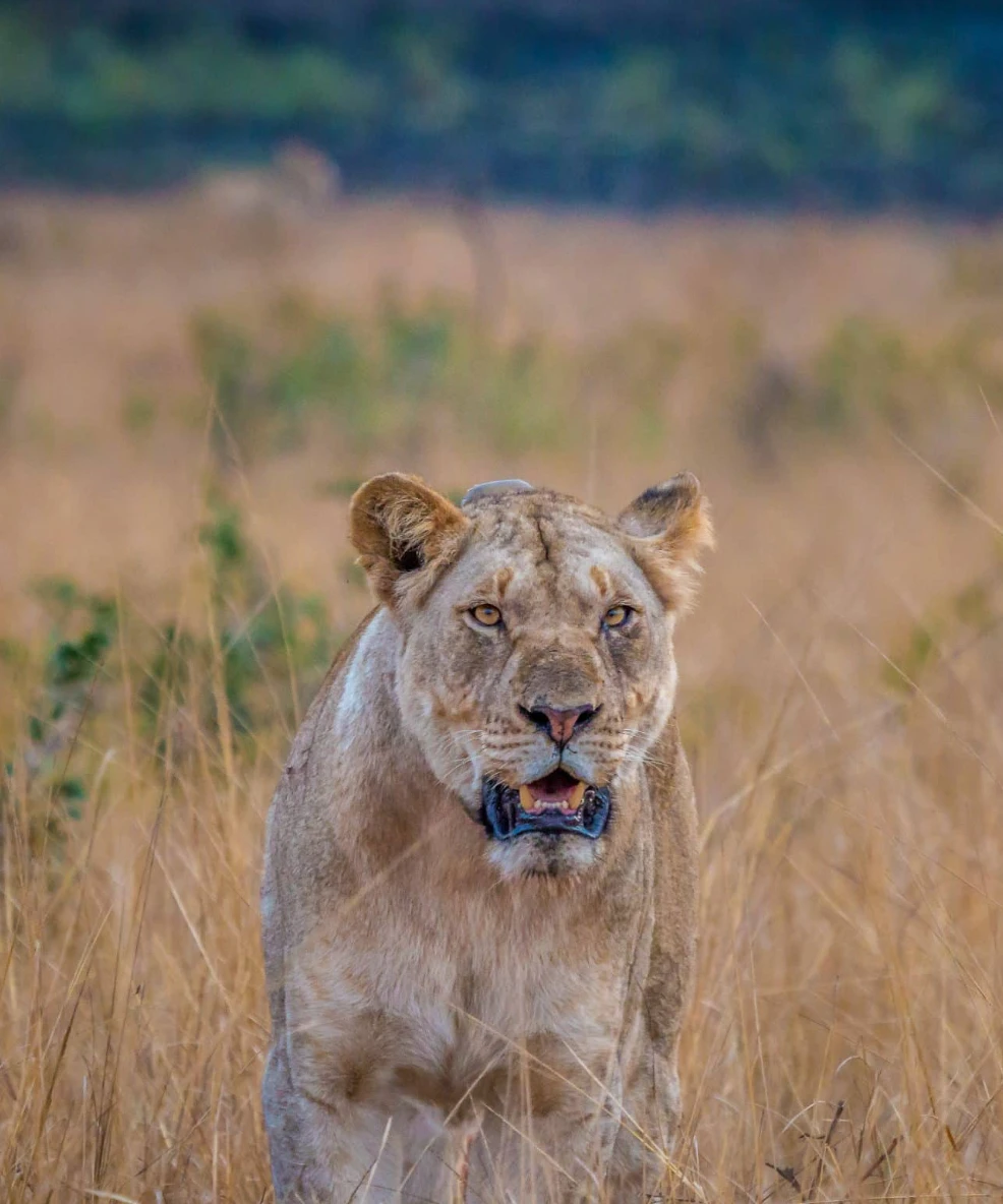 Wildebeest Migration Safari