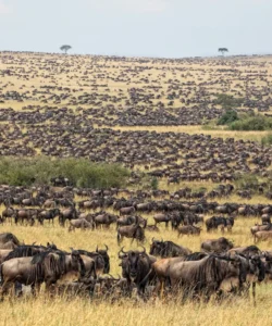 Wildebeest Migration Safari