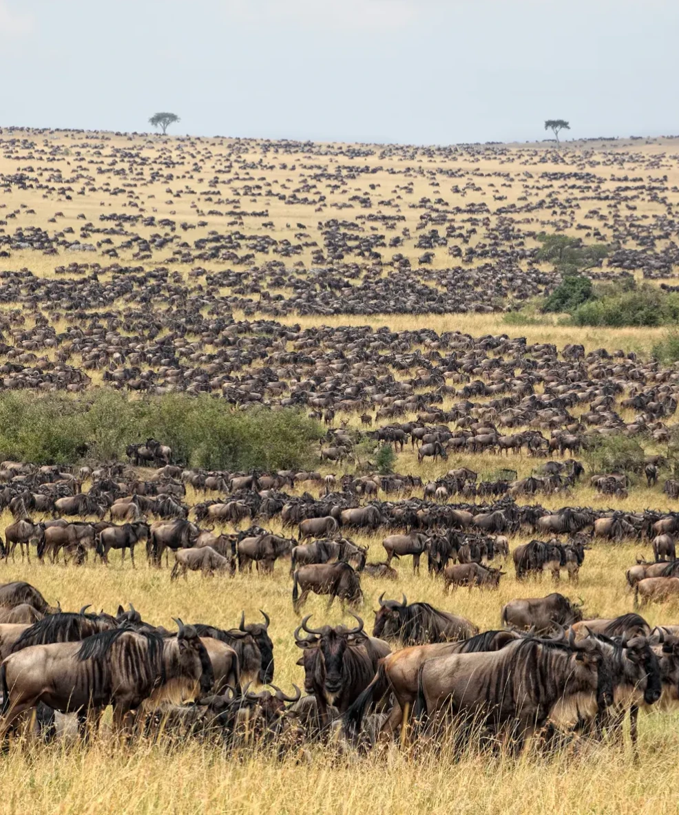 Wildebeest Migration Safari