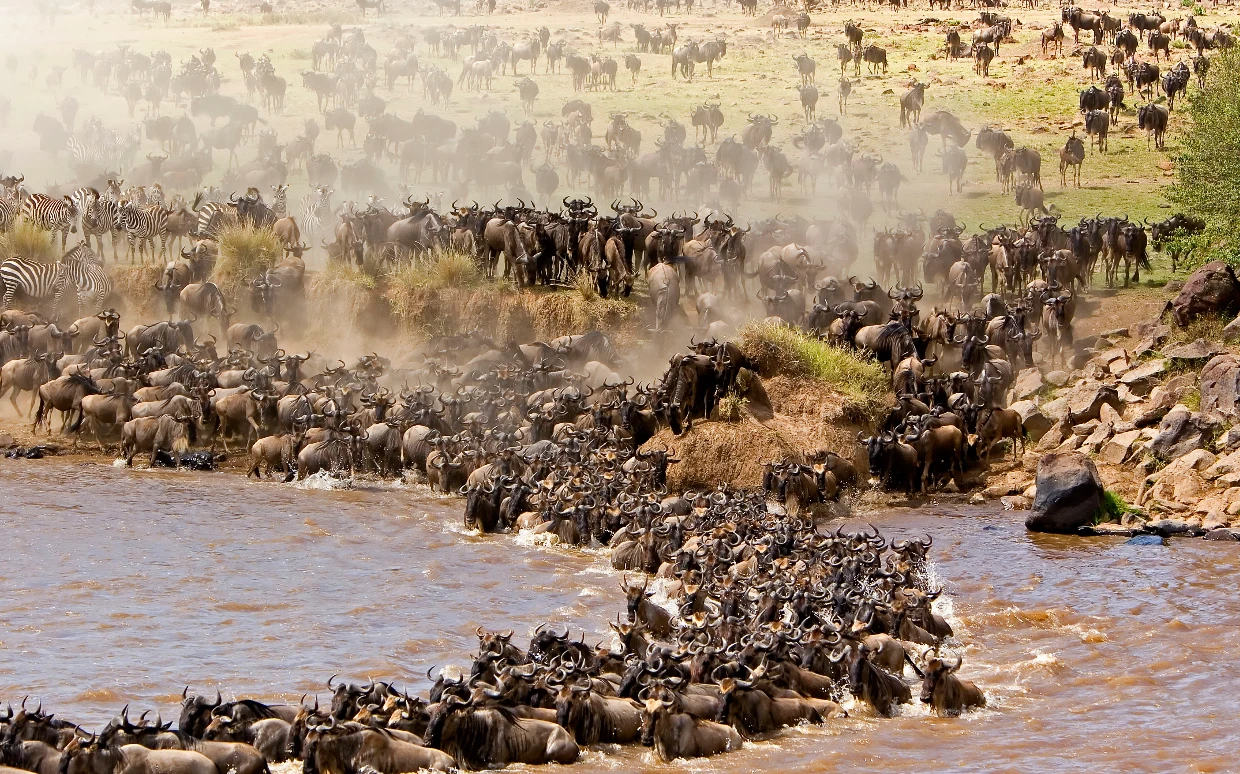 Wildebeest Migration Safari