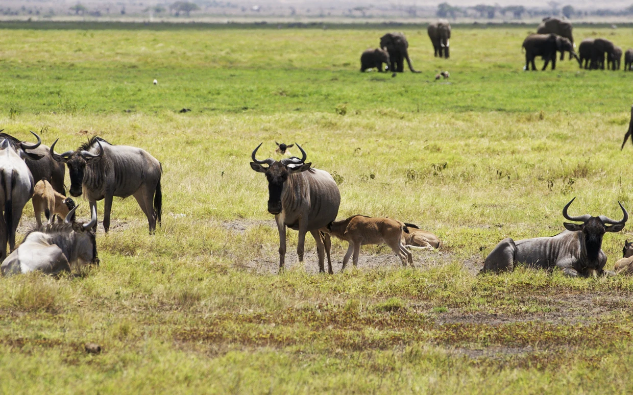 Wildebeest Migration Safari