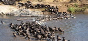 Wildebeest Migration Safari