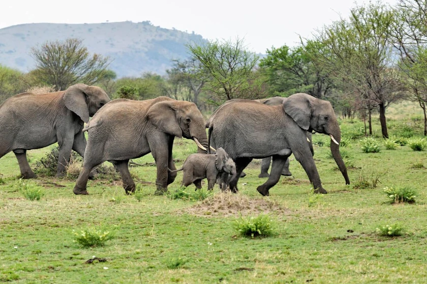 Serengeti Wildlife