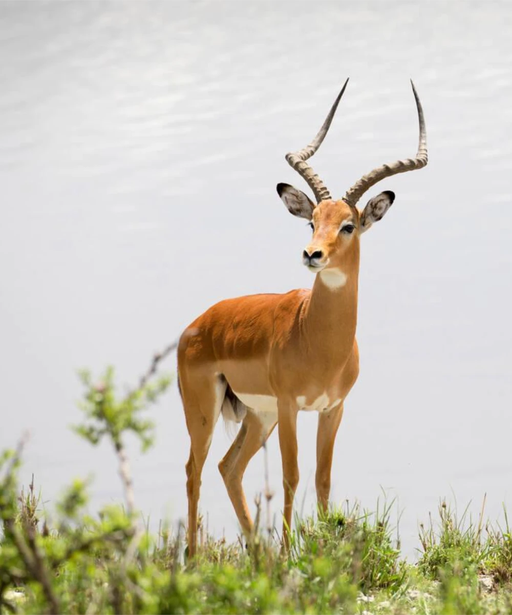 Tarangire Wildlife