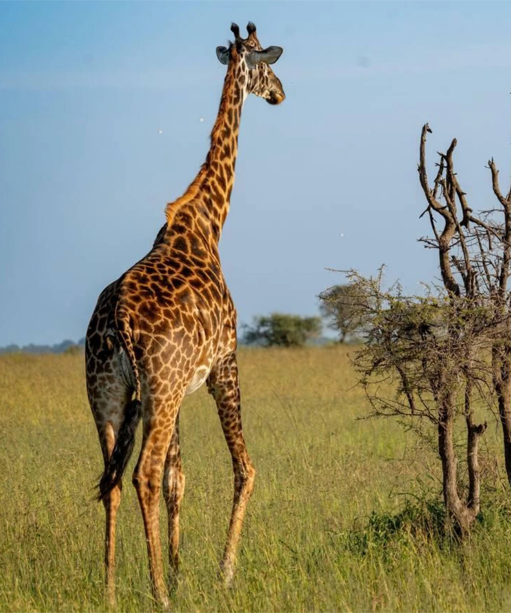 Serengeti Wildlife