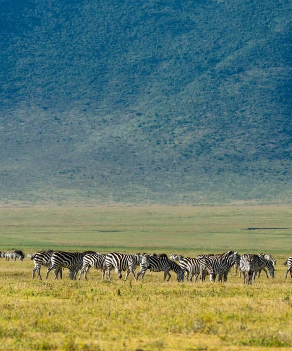 Ngorongoro Wildlife