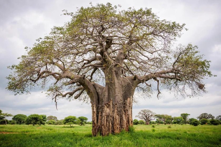 Tarangire Attractions
